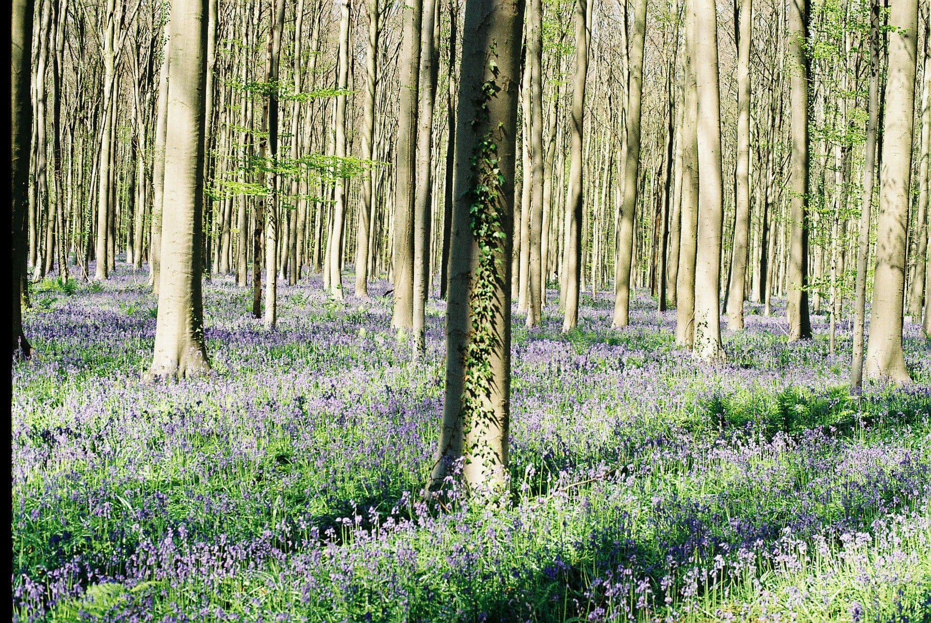 Hallerbos