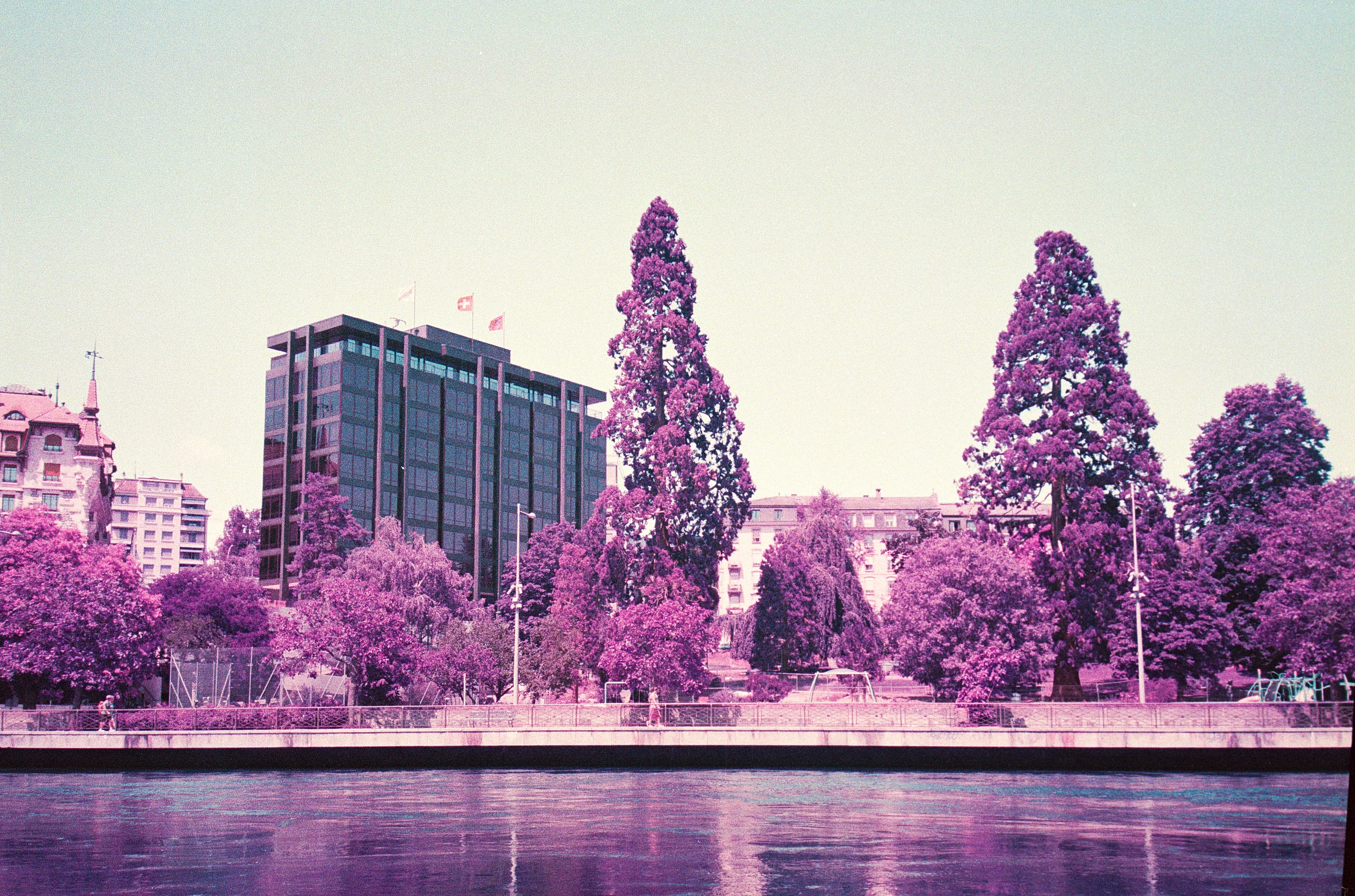 Purple GVA