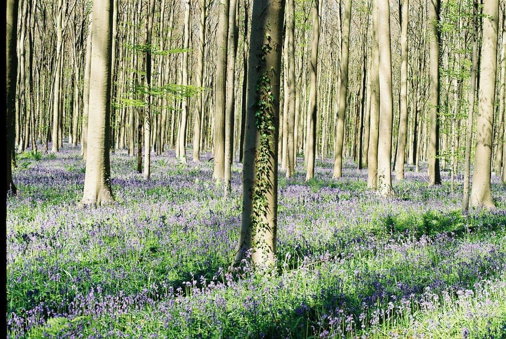 Hallerbos
